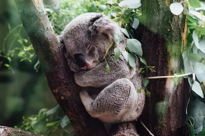 koala-australia.jpg